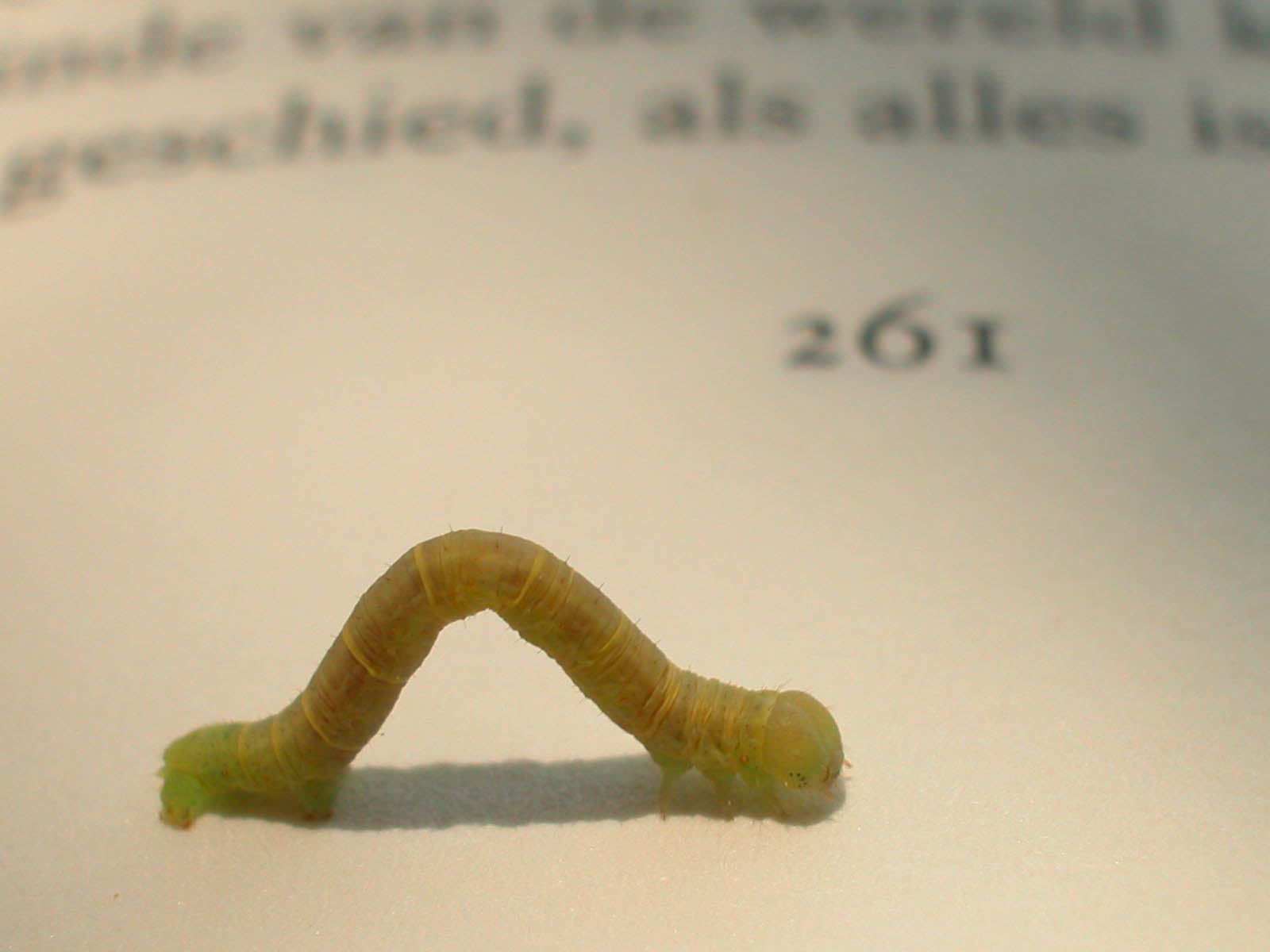Книжные черви 2. Книжный червь насекомое. Книжные черви. Книжные черви настоящие.