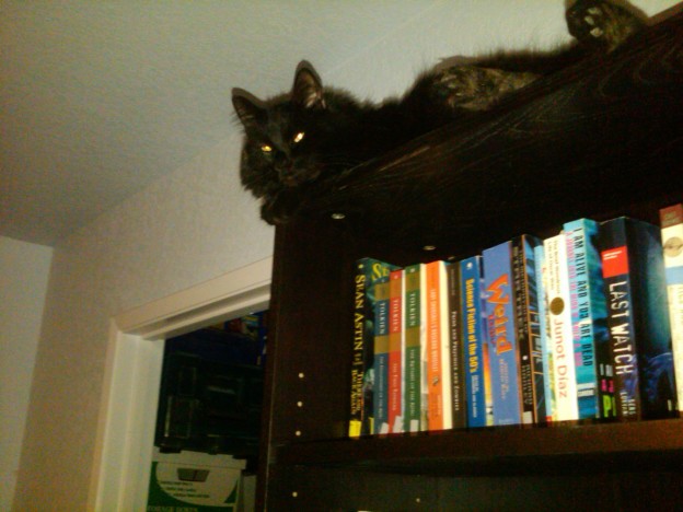 Bookshelf cat