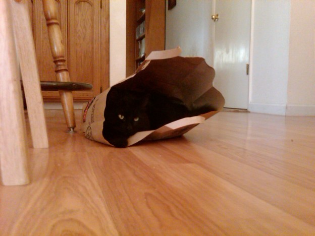 Cats and bags