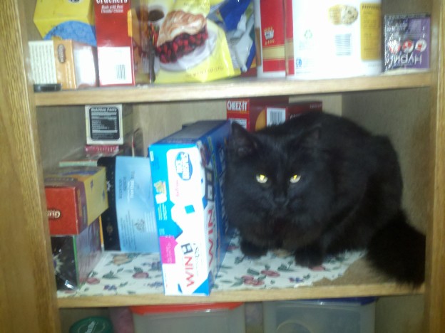 Doesn't your well-stocked pantry include a cat?