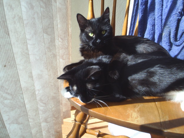Two kitties, one chair